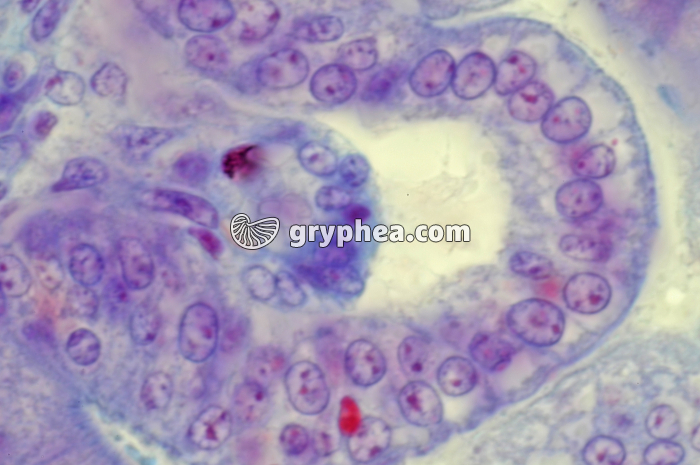 Cellules inestinales embryon souris x400 - gryphea.org